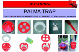 Monitoraggio delle palme