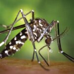 Zanzara AEDES