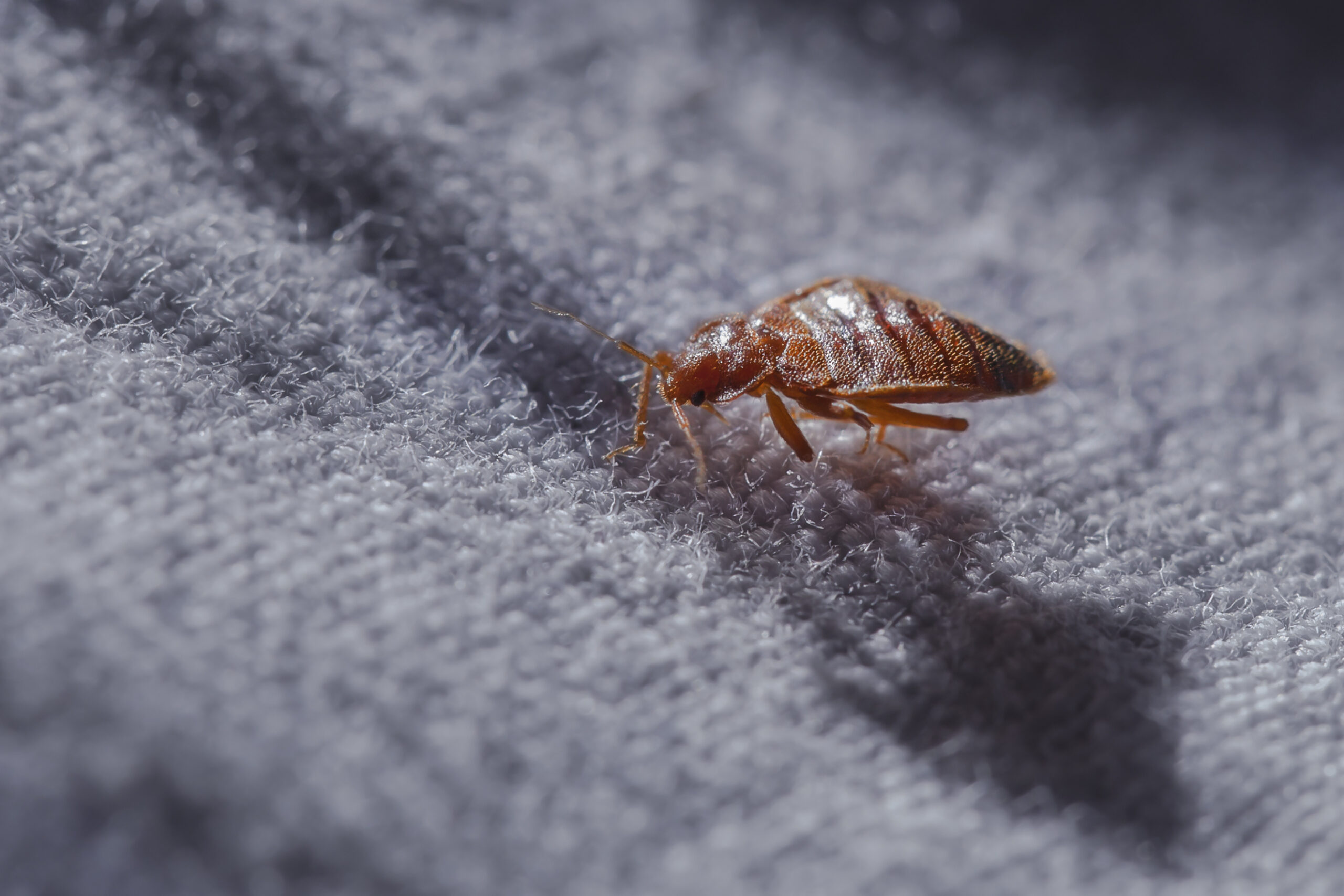 Come Prevenire Infestazioni da Insetti e Roditori a Roma