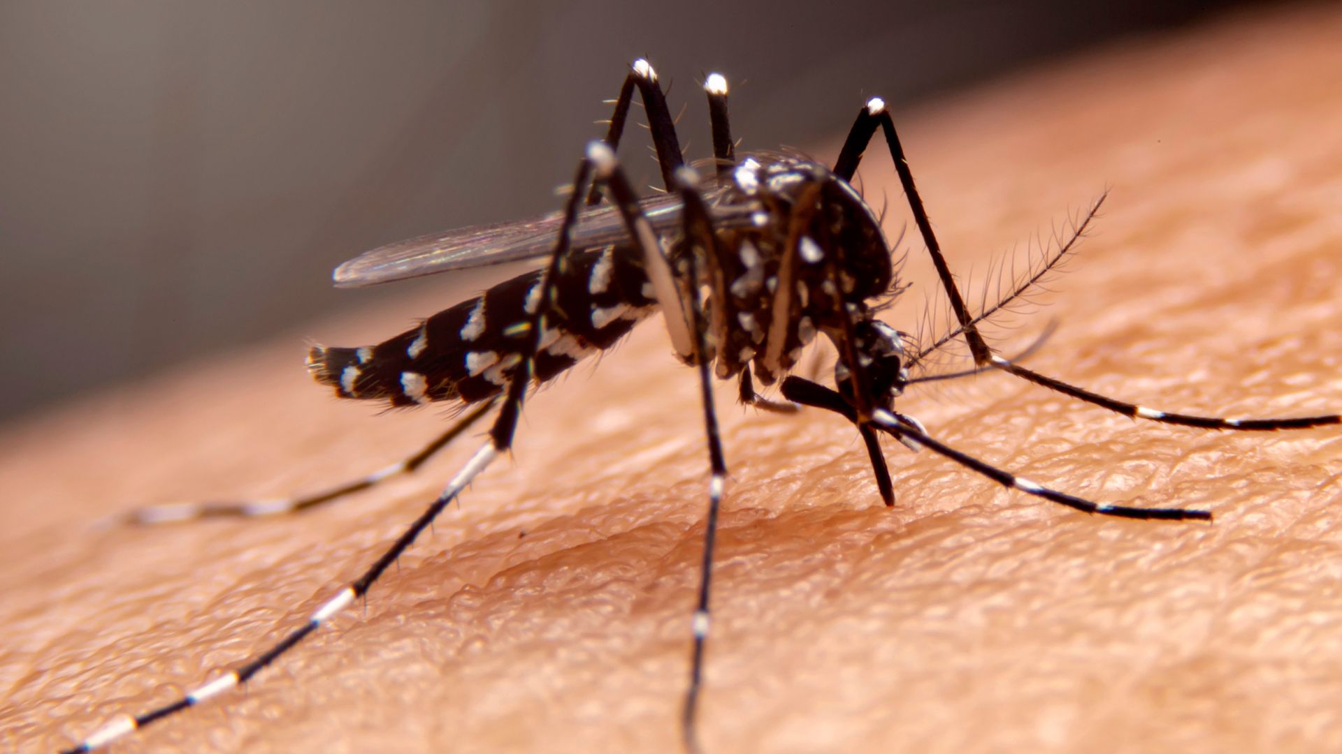 La Minaccia della Dengue: Un Rischio Globale e l’Importanza delle Disinfestazioni