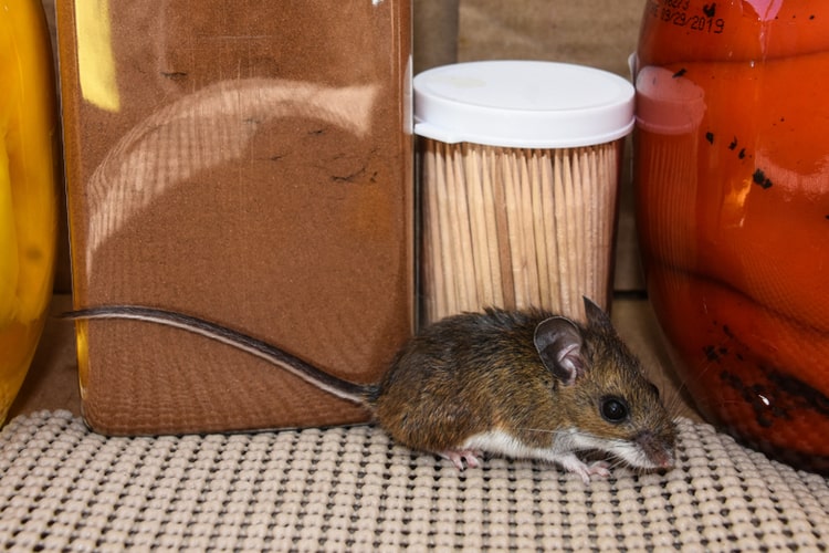 Come riconoscere e affrontare un’infestazione di topi in casa?