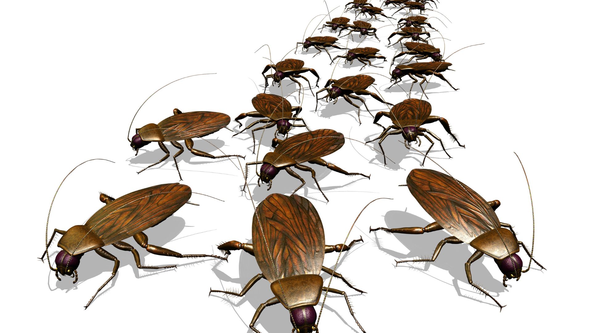 La Riproduzione e Proliferazione delle Blatte
